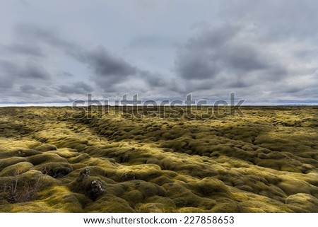 Panorama of volcanic lava fields covered in lush green moss in South Iceland