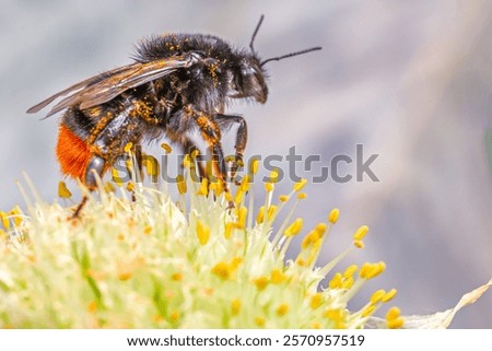 Similar – Image, Stock Photo A bumblebee sits on a flower that is standing in a colourful flower meadow