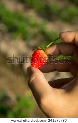 Strawberry in hand with farm background.