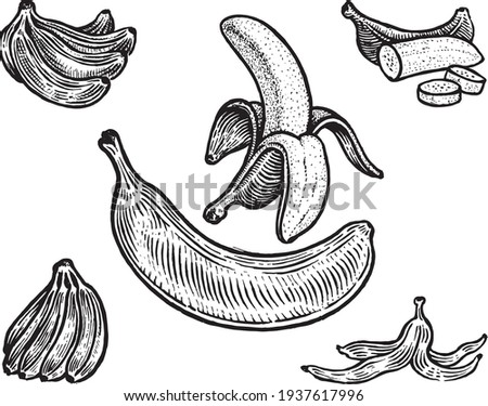 Bananas, vector illustration. Vintage graphics and handwork. Drawing with an ink pen and pencil. The banana, peeled banana, banana skin, bunch of bananas. A collection of fruits and berries.
