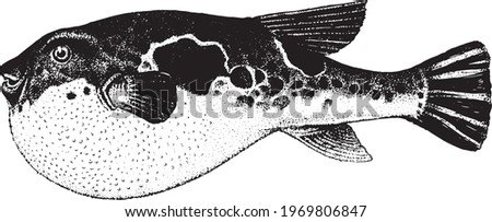 Fugu fish, Takifugu. Fish collection. Healthy lifestyle, delicious food, ichthyology scientific drawings. Hand-drawn images, black and white graphics.