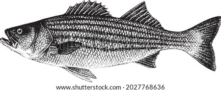 Morone saxatilis, striped bass, striped lavrak. Fish collection. Healthy lifestyle, delicious food. Hand-drawn images, black and white graphics.