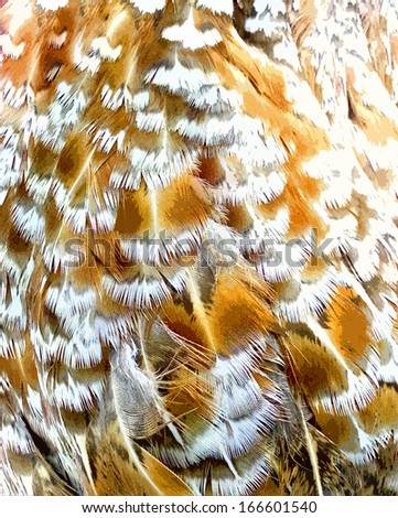 Bird feather texture