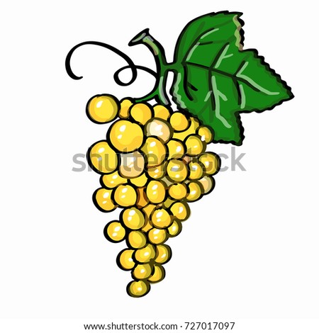  yellow grape  and white background  Stok fotoğraf © 