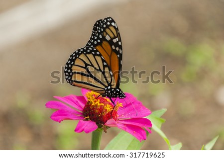 monarch, butterfly, white, black, orange, nature, beautiful, beauty, colorful, natural, america, insect, south, tropical, fly, flowers, species, plexippus, danaus, lepidoptera