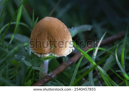 Similar – Image, Stock Photo Toadstools close up