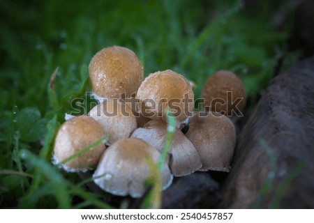 Similar – Image, Stock Photo Toadstools close up