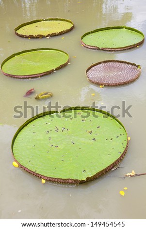 Lotus leaf , Giant leaves of the Victoria waterlily in pool