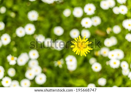 Summer wildflowers background