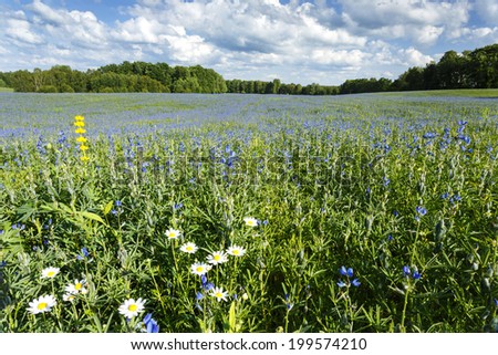 Summer wildflowers in north Poland. Pomerania province/Summer wildflowers background