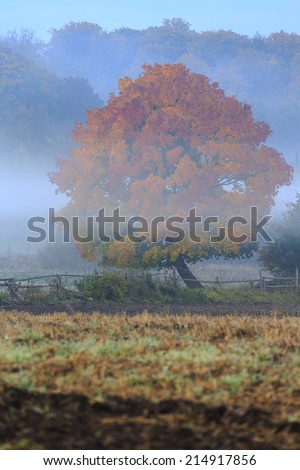 Lonely Tree in north Polands fields/Lonely Autumn Tree