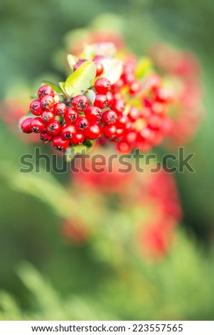 Rowan red berries at autumn time. Selective focus/Rowan red berries at autumn time