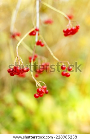 Rowan red berries at autumn time. Selective focus/Rowan red berries at autumn time
