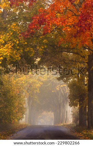 Country Road in north Poland. Pomerania (Pomorze) province. Autumn time/Autumn Road
