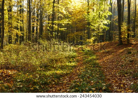Forest road in north Poland/ Autumn road