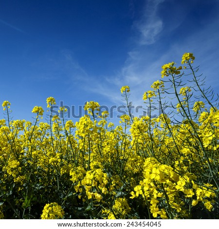 Canola field in northern Poland in Pomerania province/ Rape field blue sky