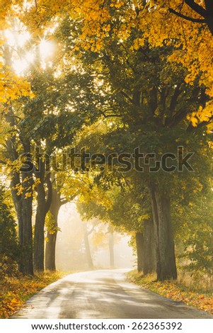 Autumn Road Morning Light in North Poland/ Autumn Road