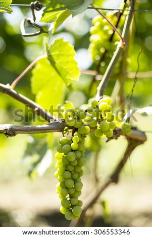 Vineyard Wine Grapes/ Vineyard Wine Grapes