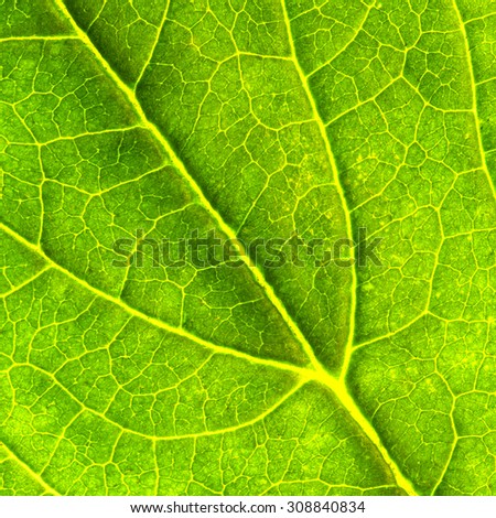 Leaf Texture./Leaf Texture.