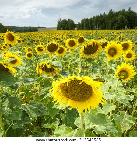 Sunflower Field / Sunflower Field