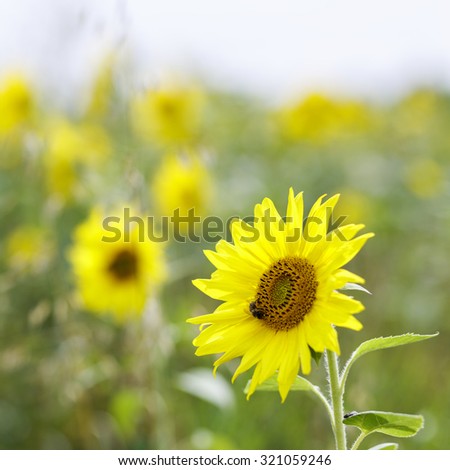 Sunflower field in south Poland/ Sunflower field