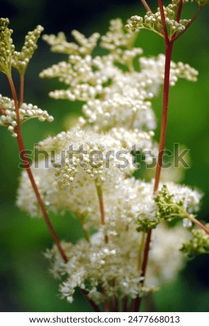 Similar – Image, Stock Photo Meadowsweet blooms creamy white and smells