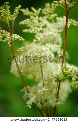 Similar – Image, Stock Photo Meadowsweet blooms creamy white and smells