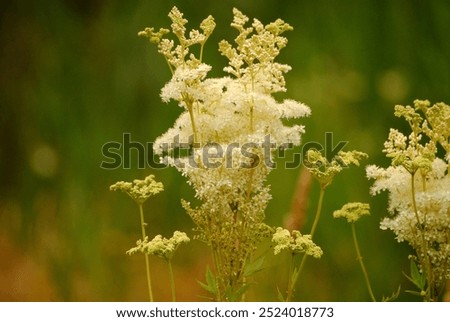 Similar – Image, Stock Photo Meadowsweet blooms creamy white and smells