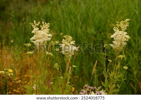 Similar – Image, Stock Photo Meadowsweet blooms creamy white and smells