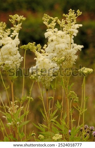 Image, Stock Photo Meadowsweet blooms creamy white and smells