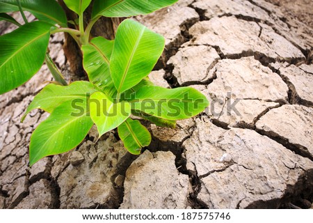 Young banana tree on crack soil