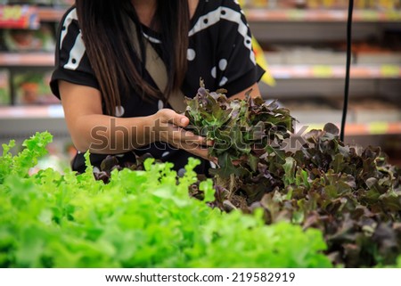 Hands holing lettuce in department store
