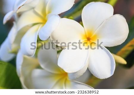 Close up white frangipani flower