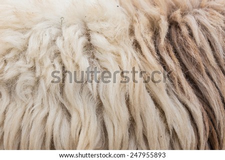 Wool sheep closeup for background