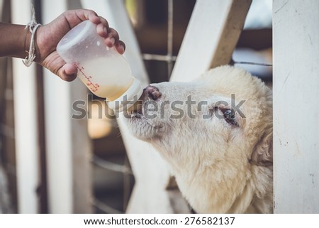 Close up hand Feeding milk for sheep in farm at Ratchaburi, Thailand