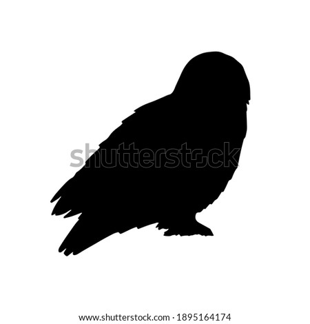 Snowy Owl Drawing | Free download on ClipArtMag