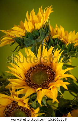 Sunflower. Similar images at http://www.shutterstock.com/sets/1044723-sunflower.html?rid=1728748