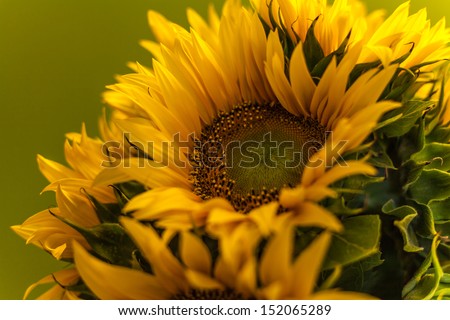 Sunflower. Similar images at http://www.shutterstock.com/sets/1044723-sunflower.html?rid=1728748