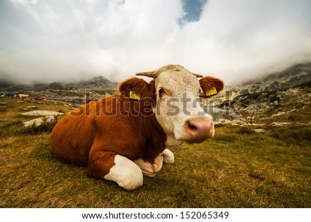 Happy Cow. Similar images at http://www.shutterstock.com/sets/1044715-happy-cows.html?rid=1728748