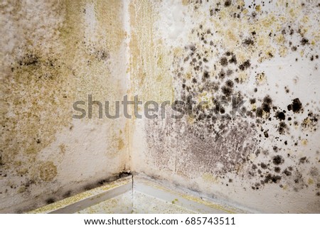 Mould growing in the corner of a room in an old house ストックフォト © 