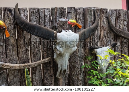 Buffalo skull hanging on the wall.