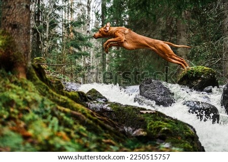 Image, Stock Photo Dog on the rocks at sunrise