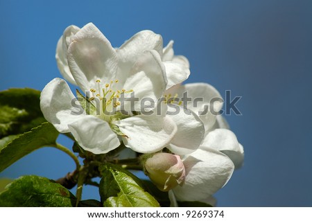 pear blossom with button