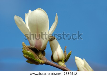 magnolia flower isolated