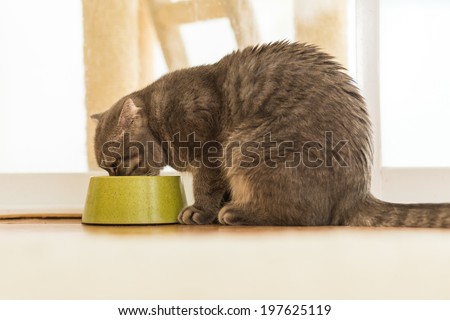 Cat eating water on the pet bowl