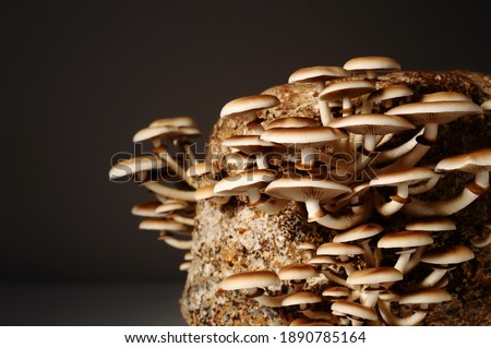 Honey mushrooms in mushrooms farm grow together in groups. Mushroom cultivation. Mycelium bloc of Cyclocybe aegerita (Yanagi-matsutake), top view, closeup. Stock foto © 