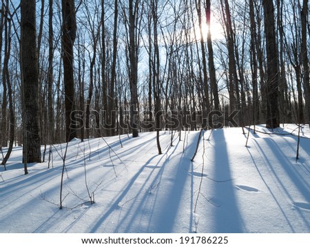 Trees in a snow covered landscape, Orangeville, Dufferin County, Ontario, Canada