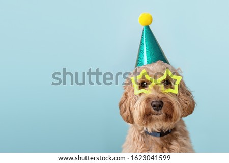 Cute dog at a birthday party wearing party hat and star glasses