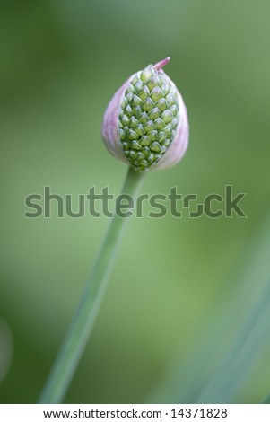 Drumstick Allium bud, shallow depth of field