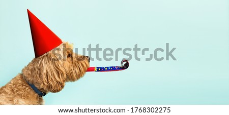 Cute dog celebrating with red pary hat and blow-out against a blue background and copy space to side